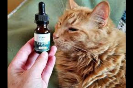 Cbd Oil For Cats – Cbd Oil For Cats Pets At Home